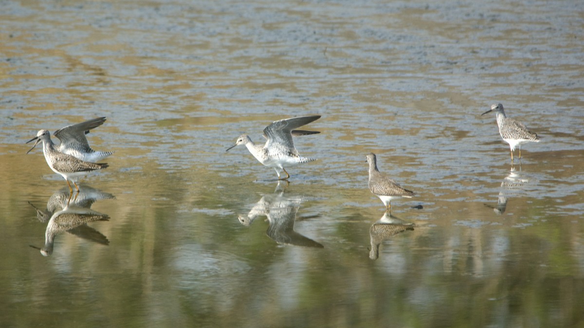 Lesser Yellowlegs - ML434483091