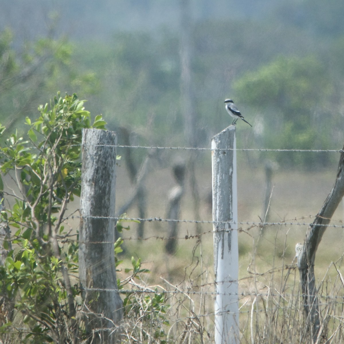 Loggerhead Shrike - ML434483391