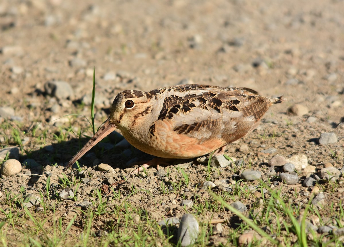American Woodcock - ML43448361