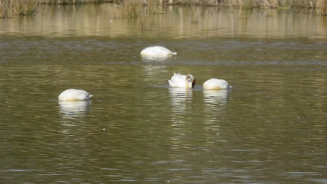 Cygne trompette - ML434486601