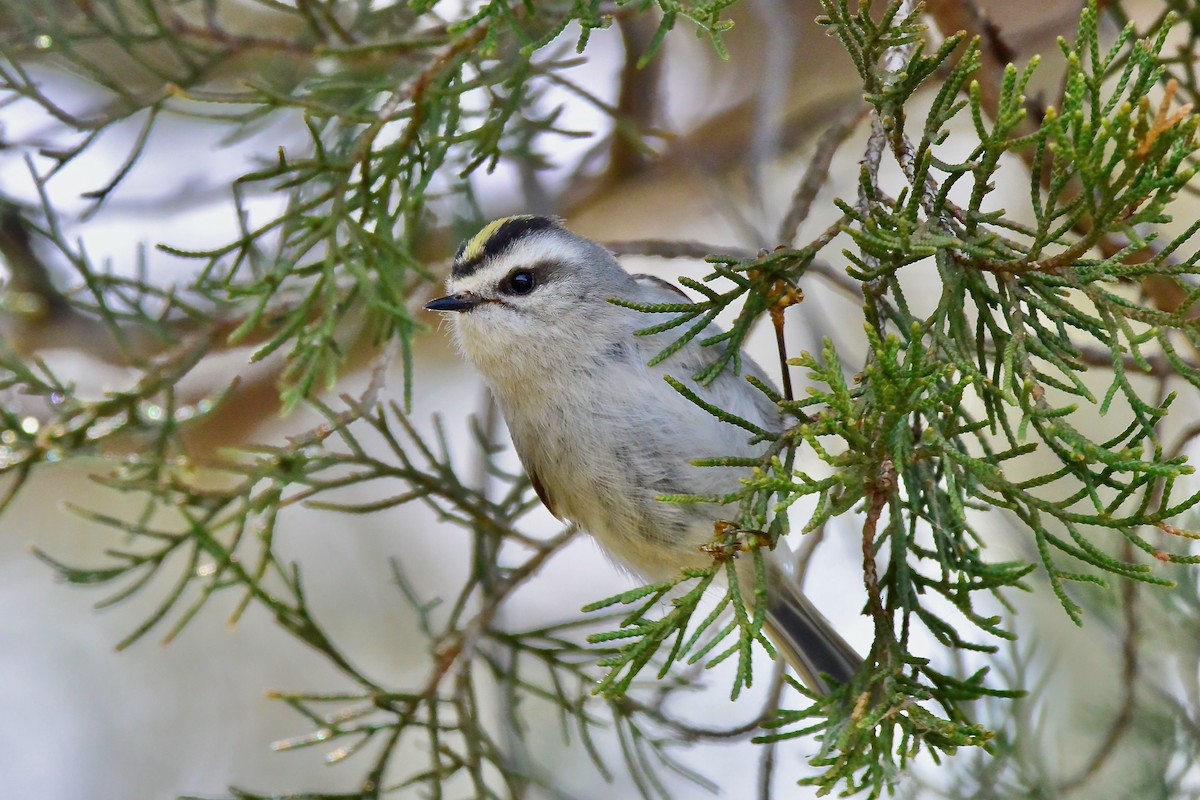 Golden-crowned Kinglet - Seth Honig