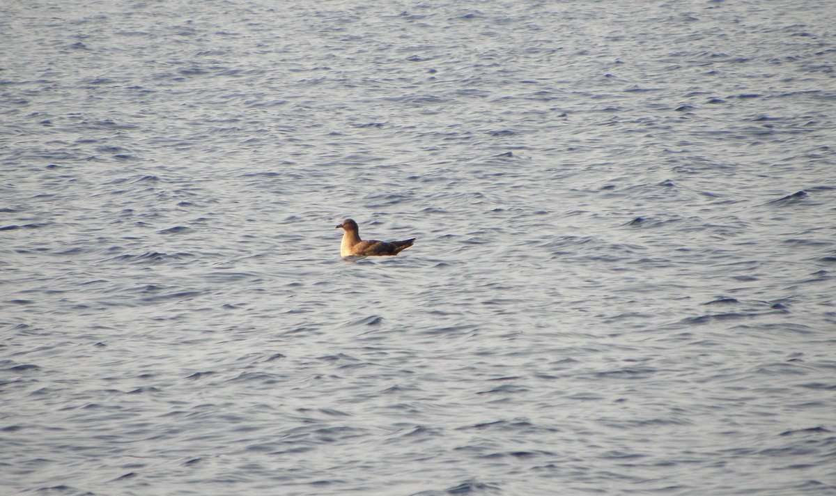 Great Skua - Gonzalo Gil Marqués