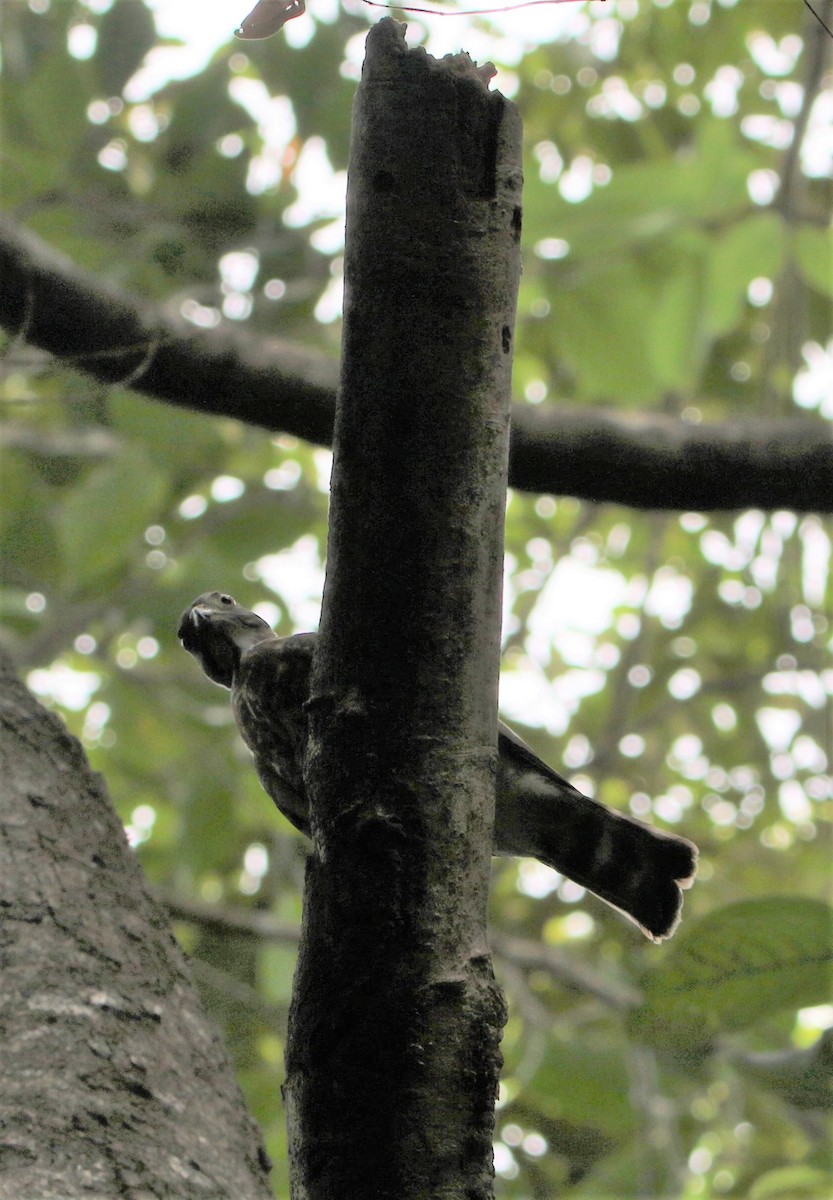 Double-toothed Kite - ML434488351