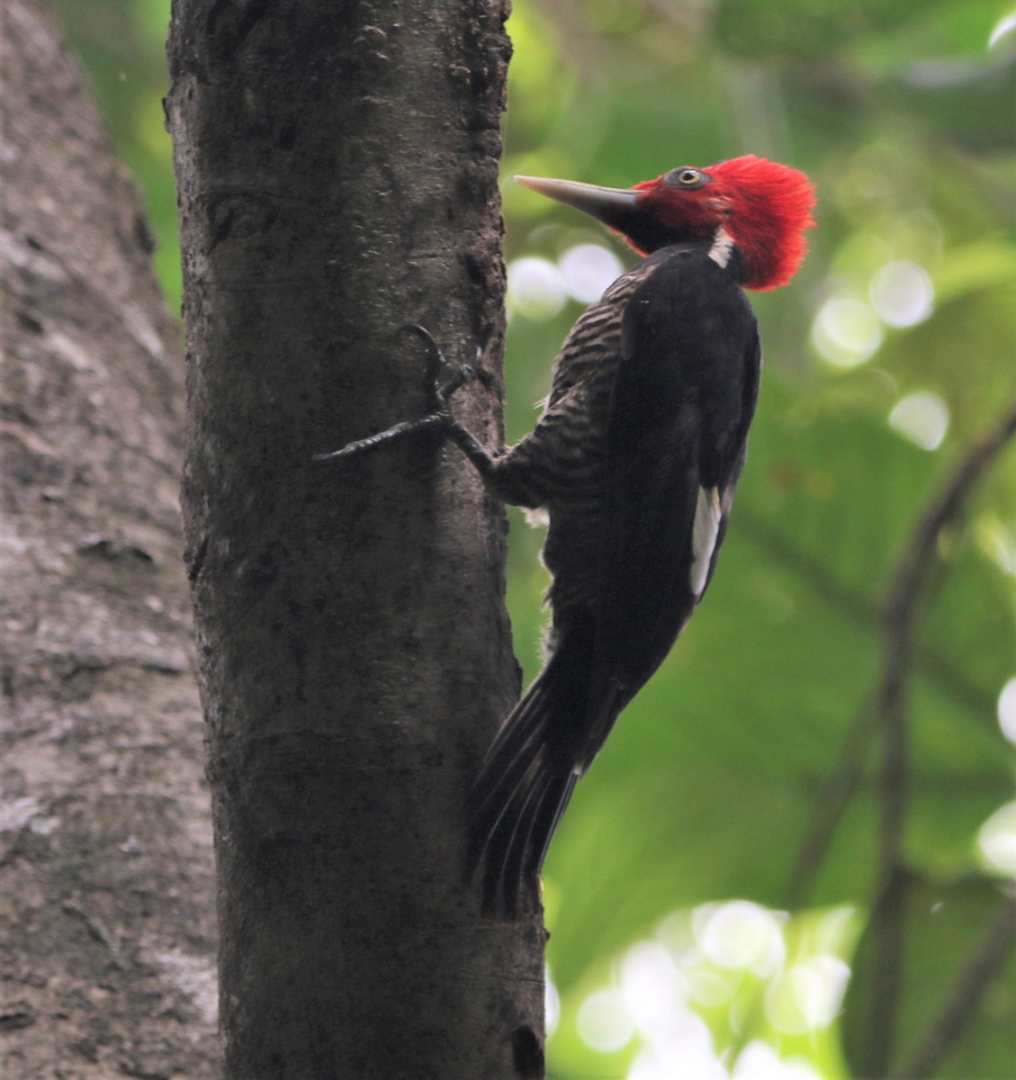 Pale-billed Woodpecker - ML434488381