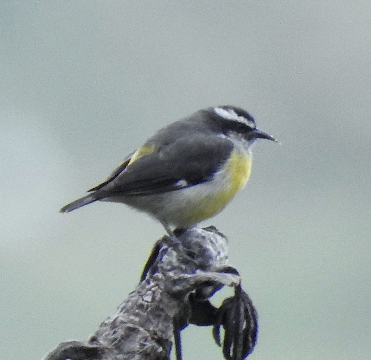 Bananaquit - ML434488461