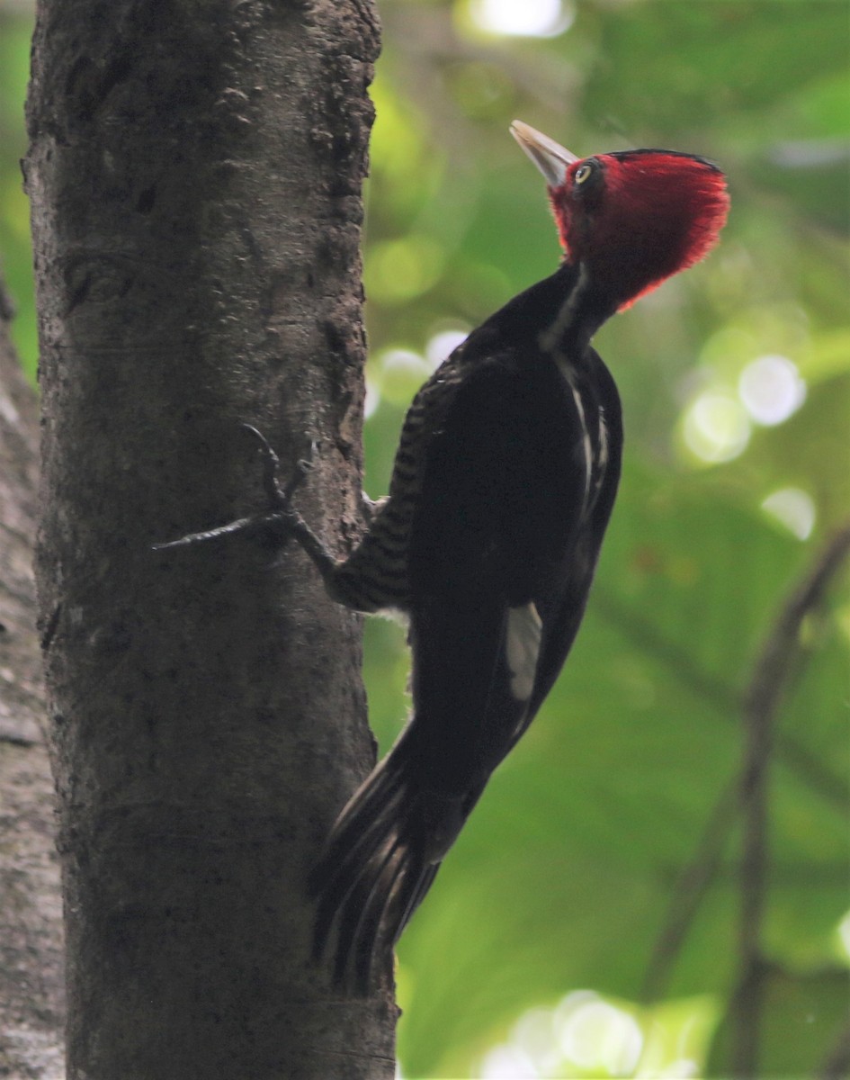 Pale-billed Woodpecker - ML434488491