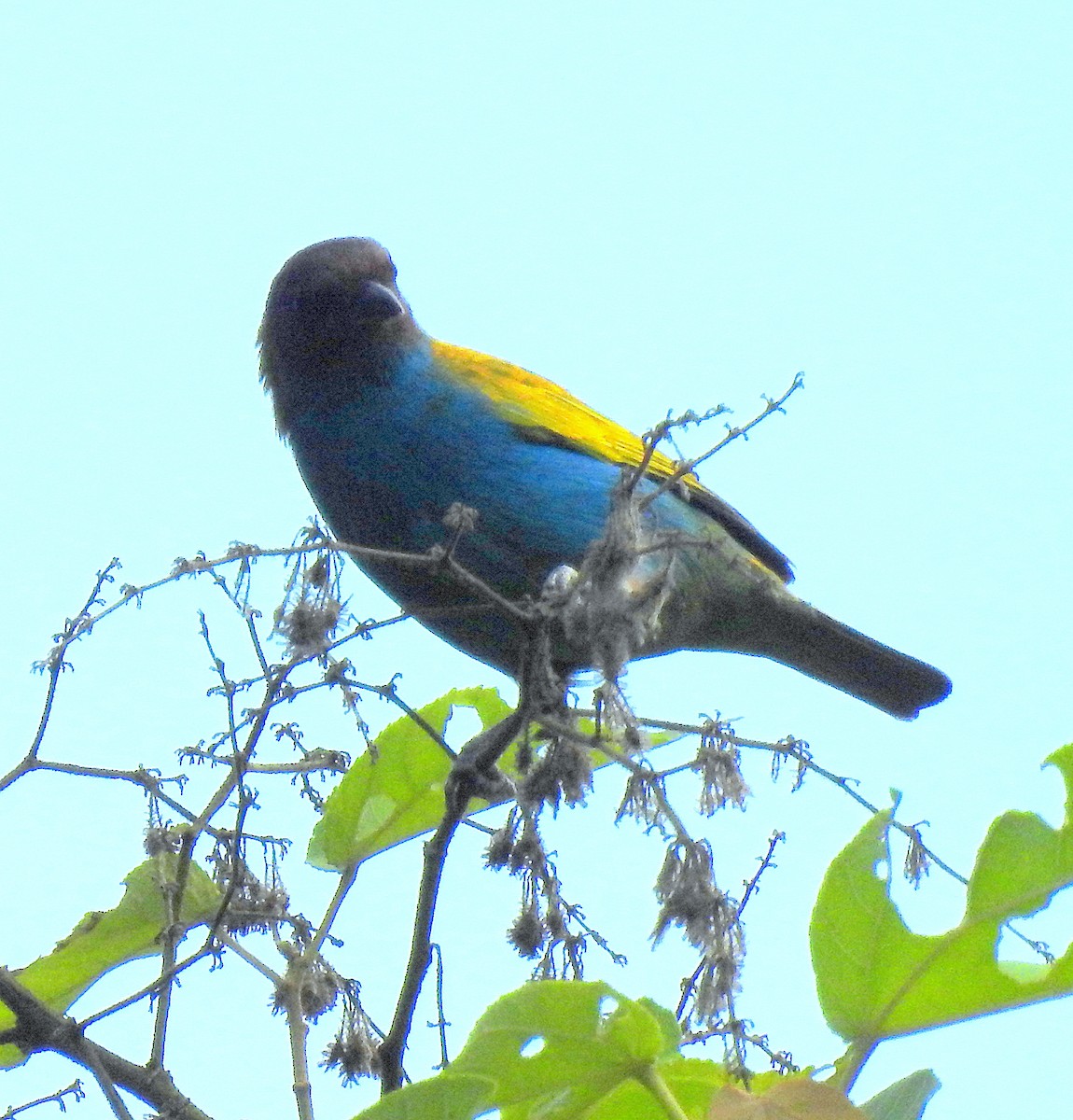 Bay-headed Tanager - ML434488501