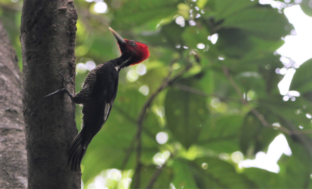 Pale-billed Woodpecker - ML434488541