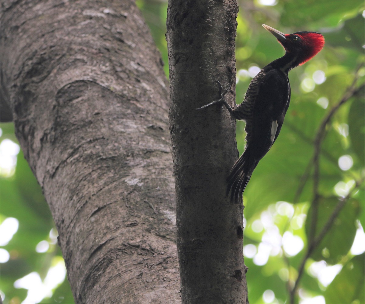 Pale-billed Woodpecker - ML434488551