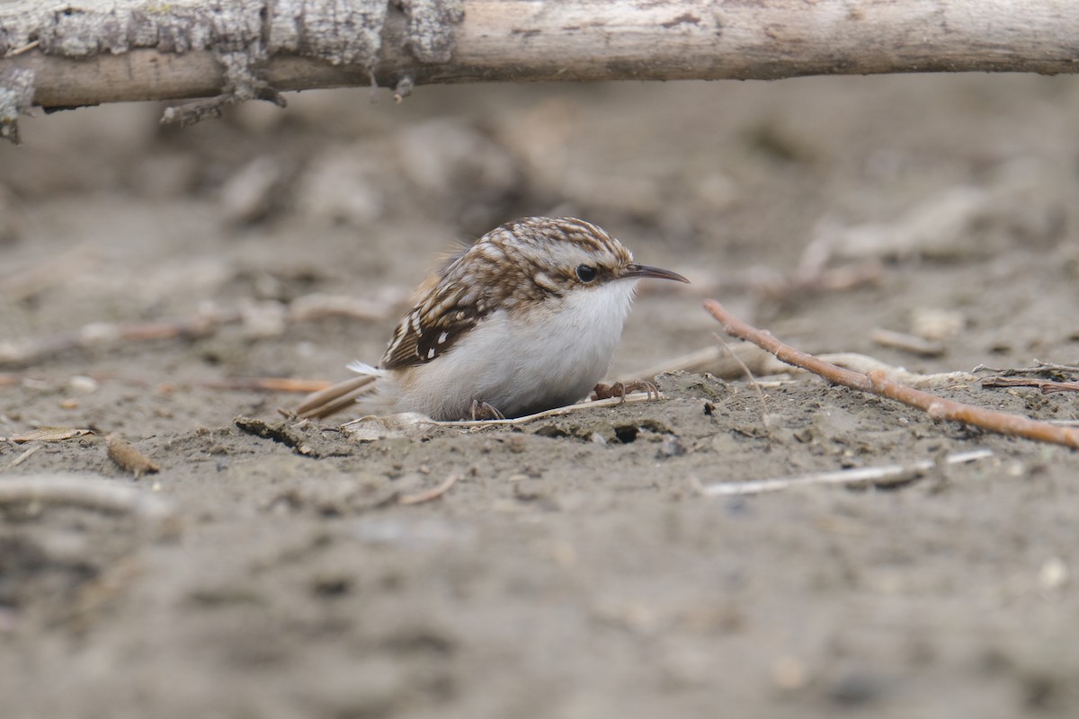 Brown Creeper - ML434488631