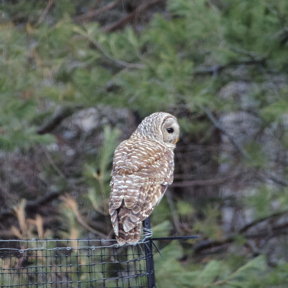 Barred Owl - ML434488661