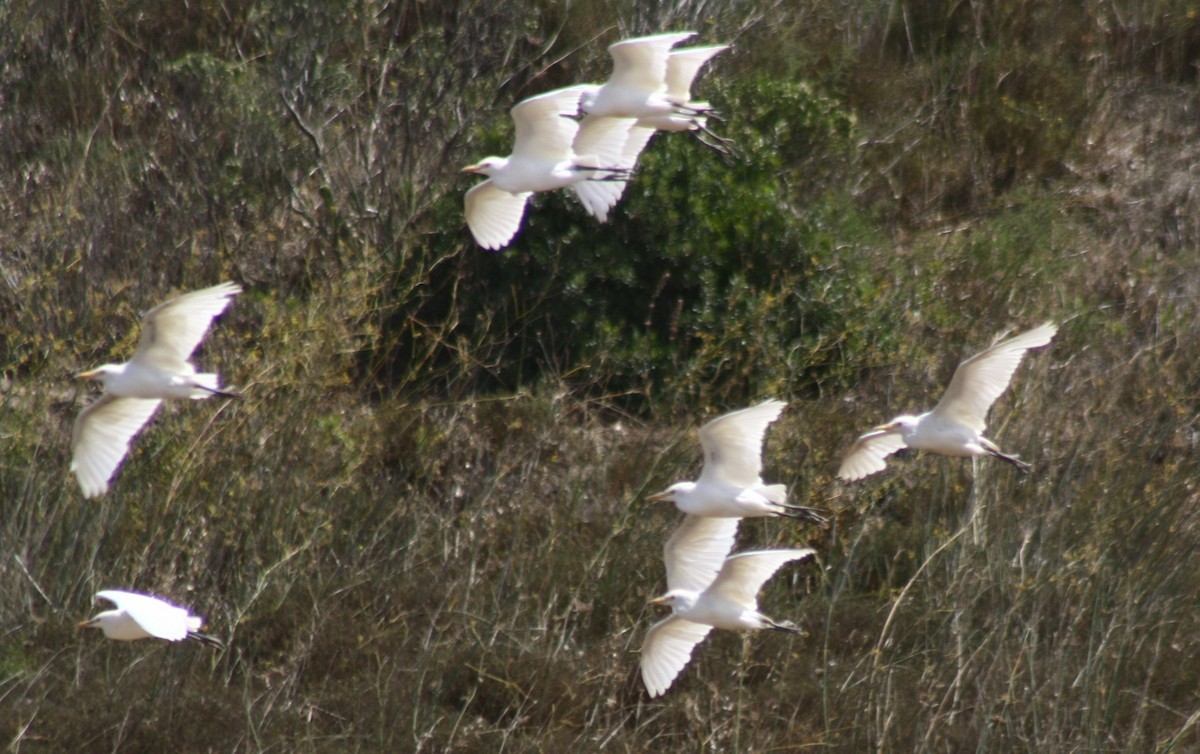 Western Cattle Egret - ML43448881