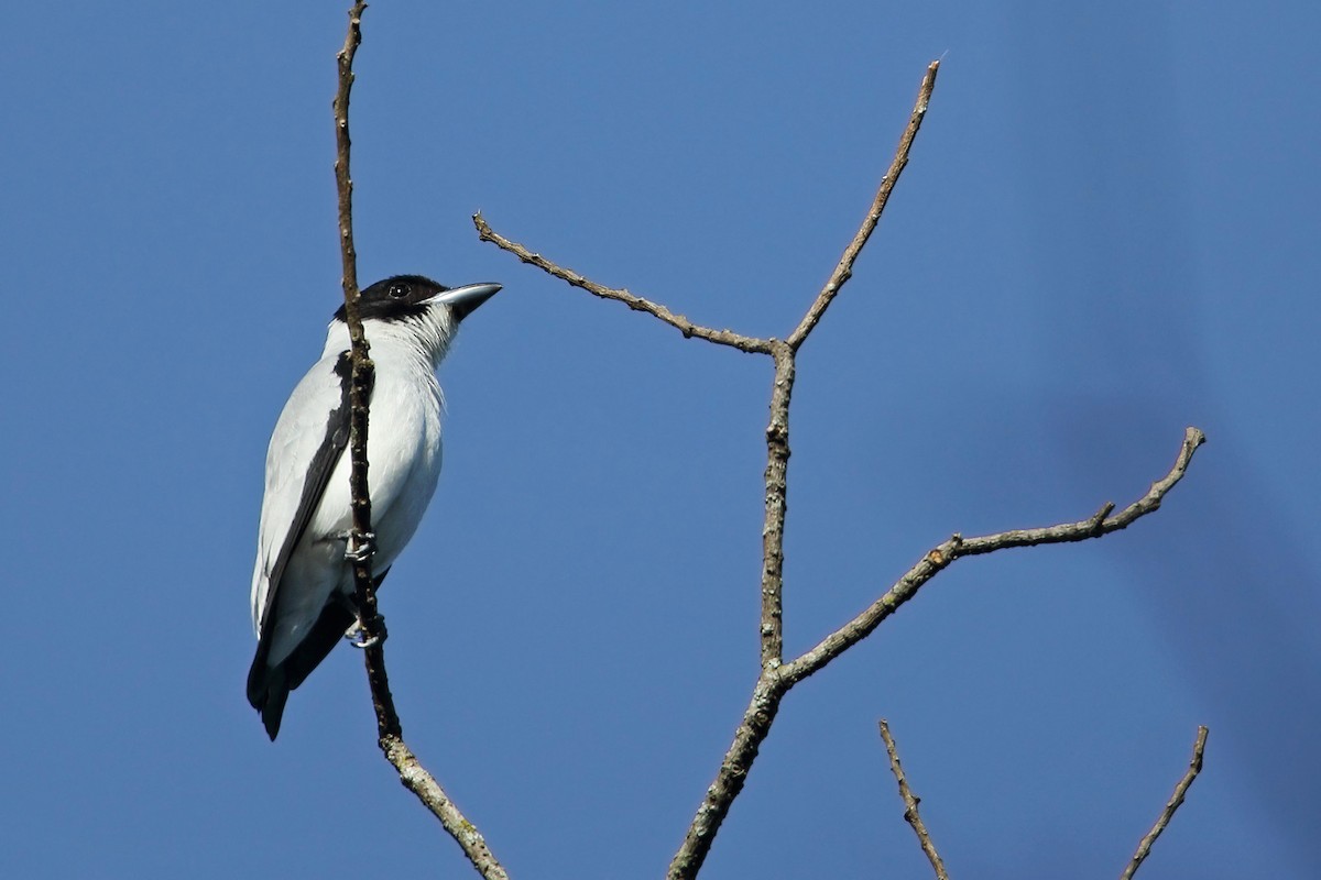 Black-crowned Tityra - ML43448911