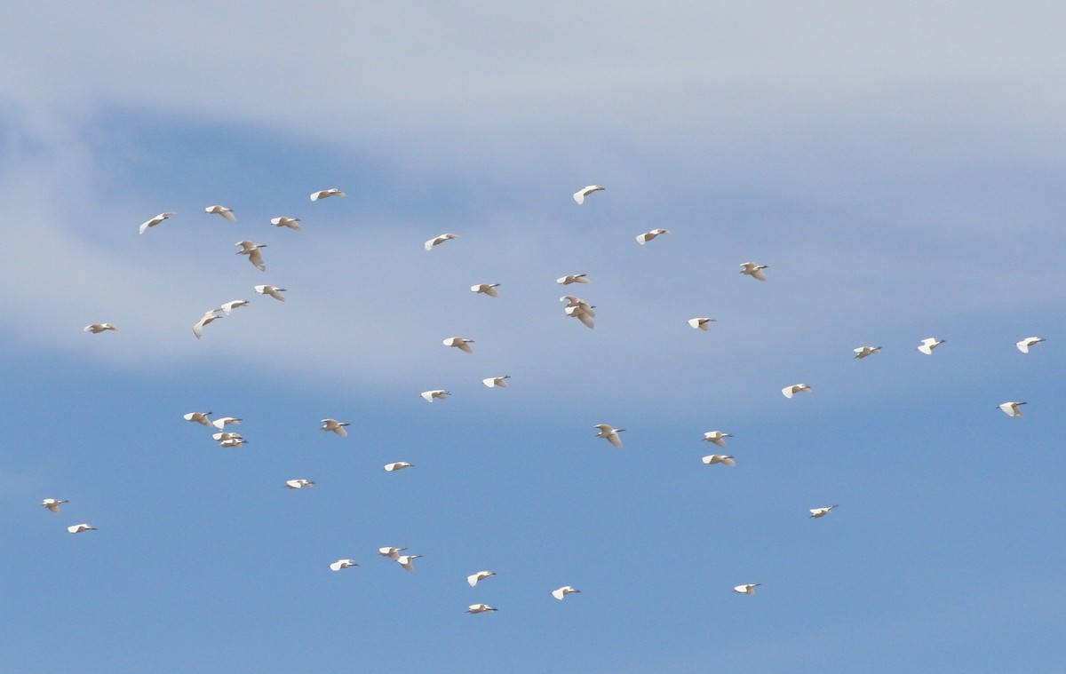 Western Cattle Egret - ML43448921