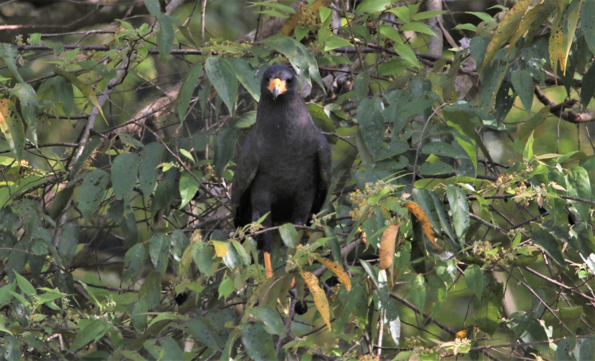 Common Black Hawk - ML434489331