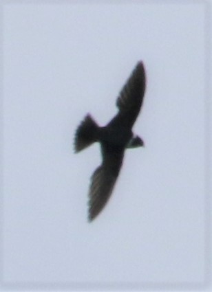 White-collared Swift - Daniel Lebbin