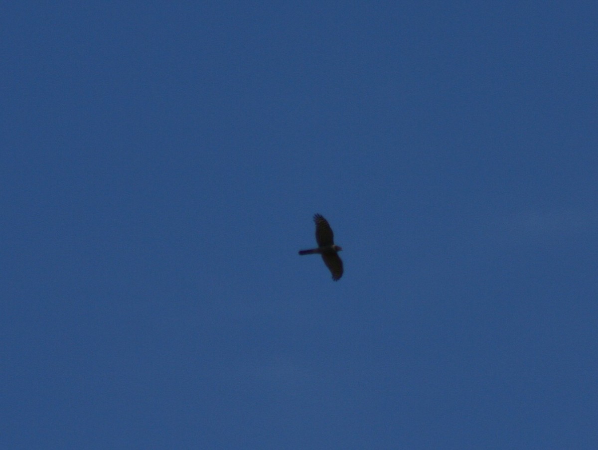 Eurasian Sparrowhawk - ML43448961