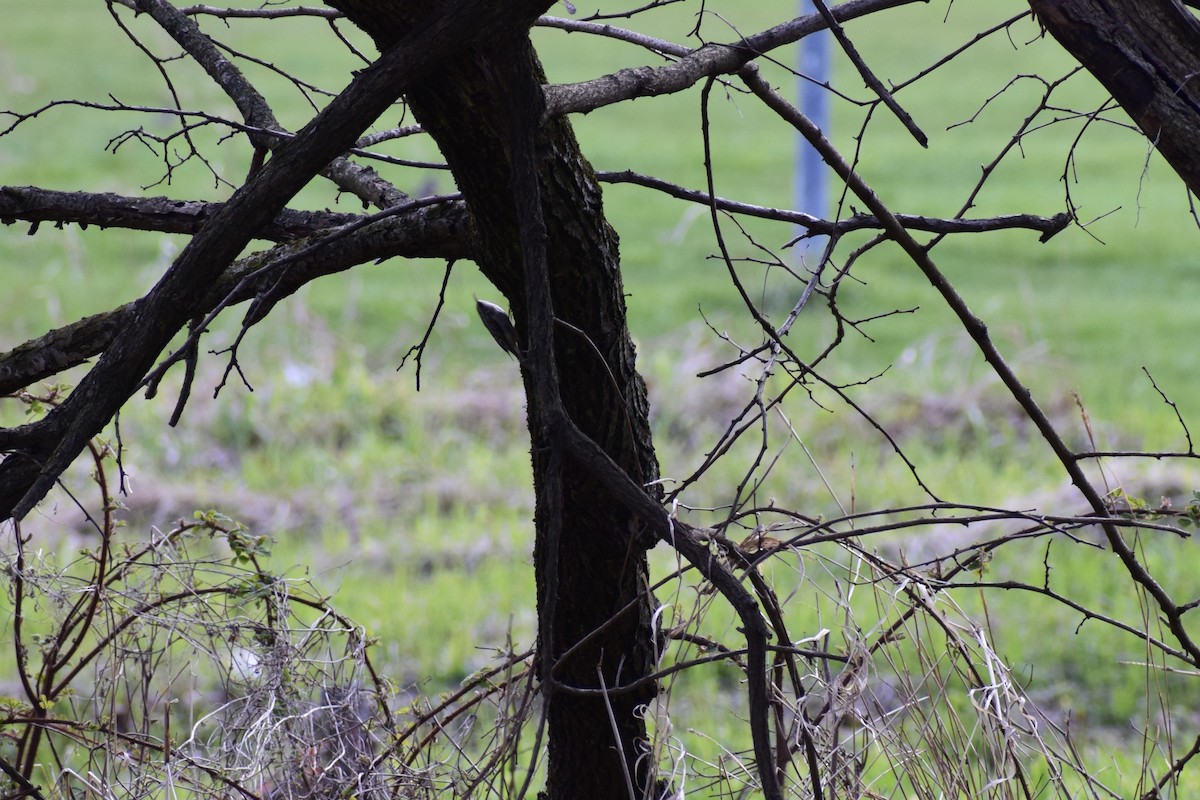 Brown Creeper - ML434489631