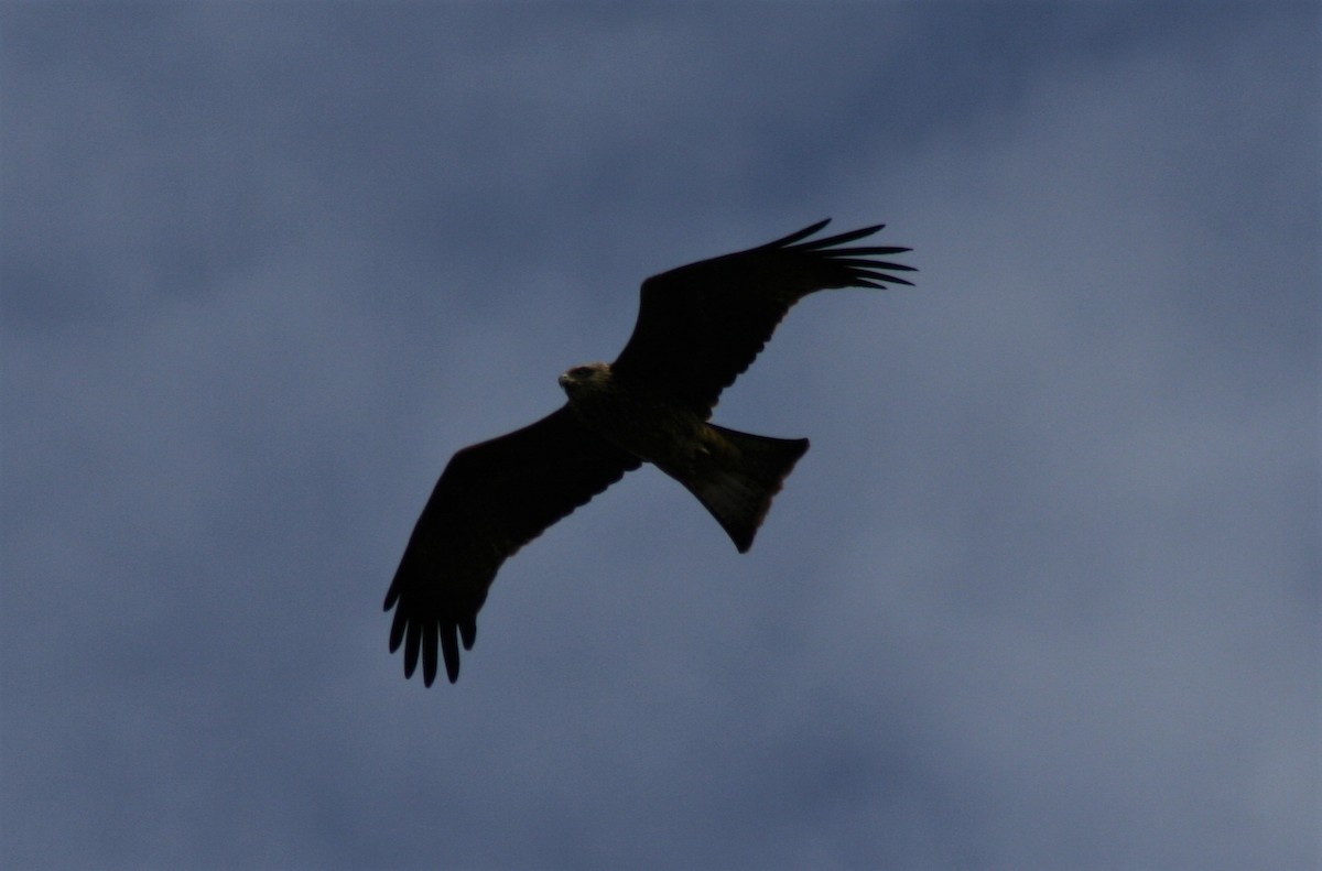 Black Kite - ML43449111