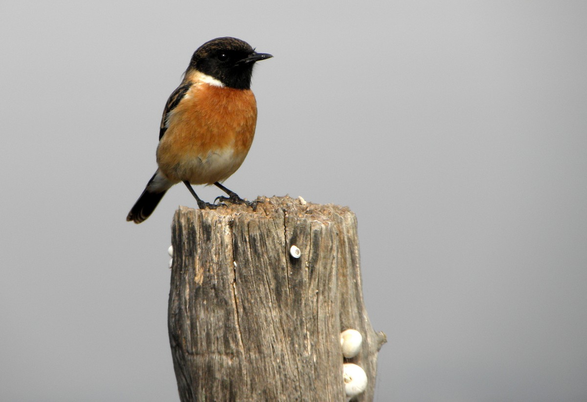 European Stonechat - ML43449341