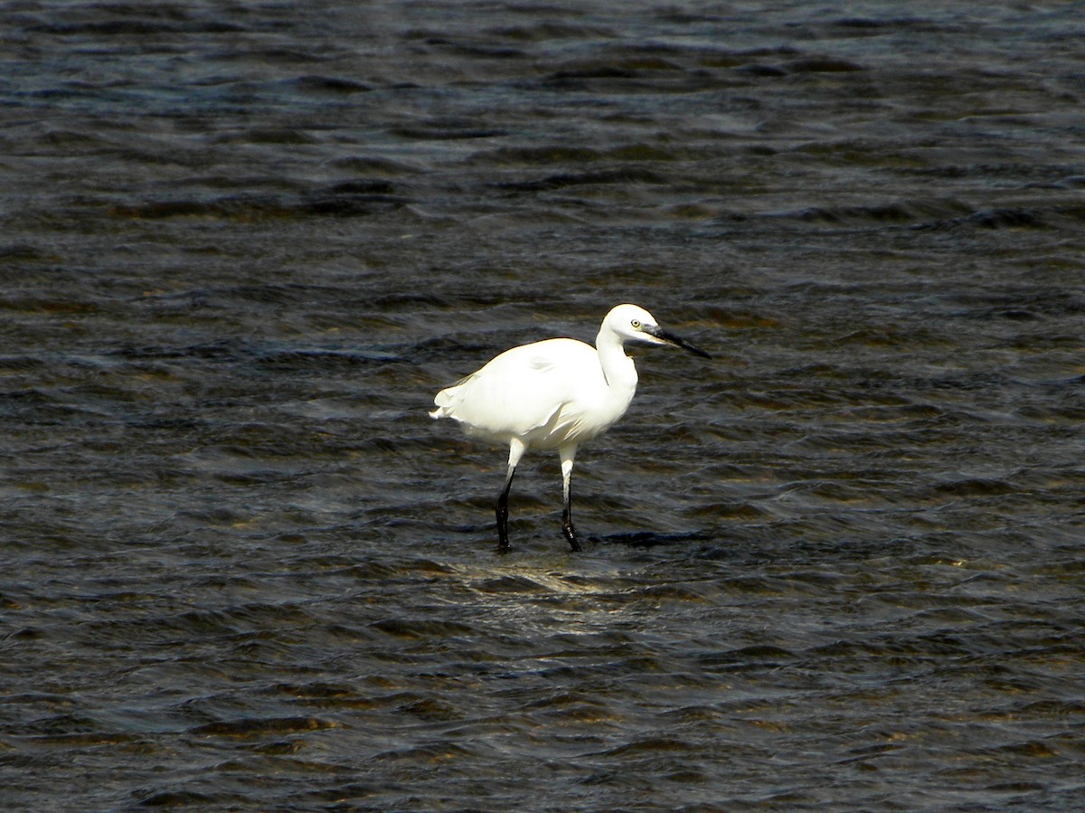 Little Egret - ML43449371