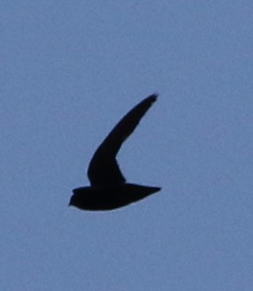 Spot-fronted Swift - Daniel Lebbin