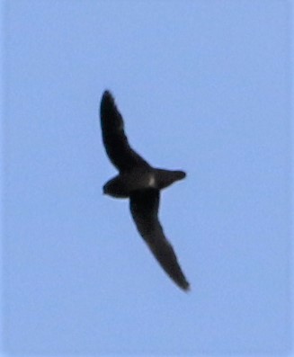 Spot-fronted Swift - Daniel Lebbin