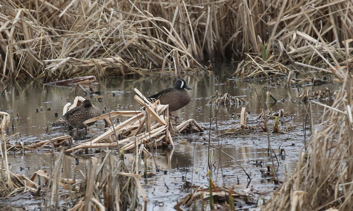 Blue-winged Teal - ML434494131