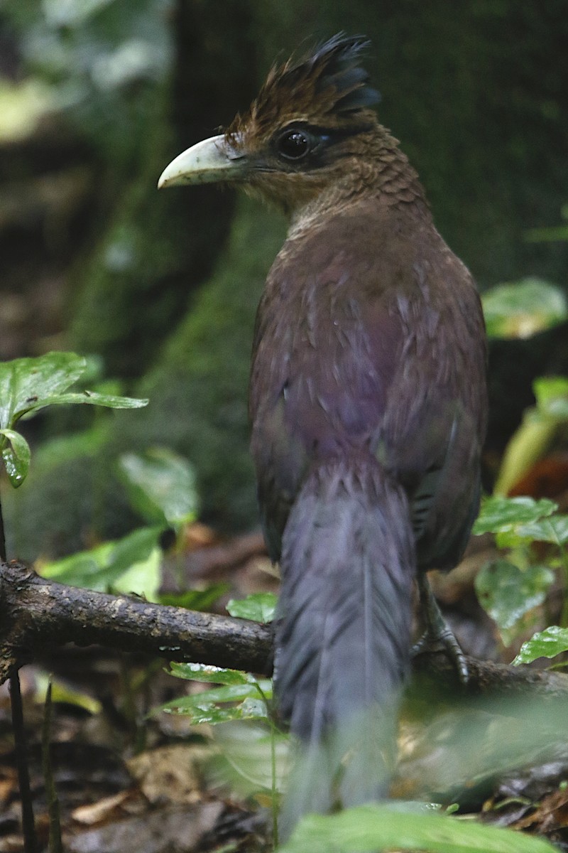 Rufous-vented Ground-Cuckoo - ML434494751