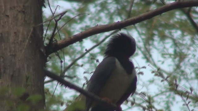 Red-billed Blue-Magpie - ML434495611