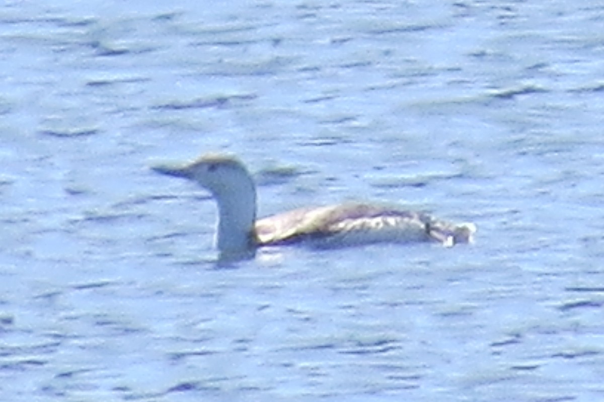 Red-throated Loon - ML434495641
