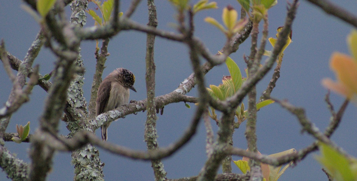 Grayish Piculet - ML434495861