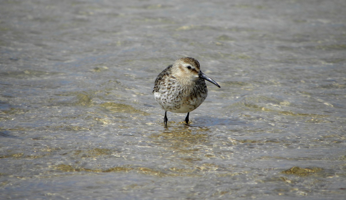 Dunlin - ML43449601