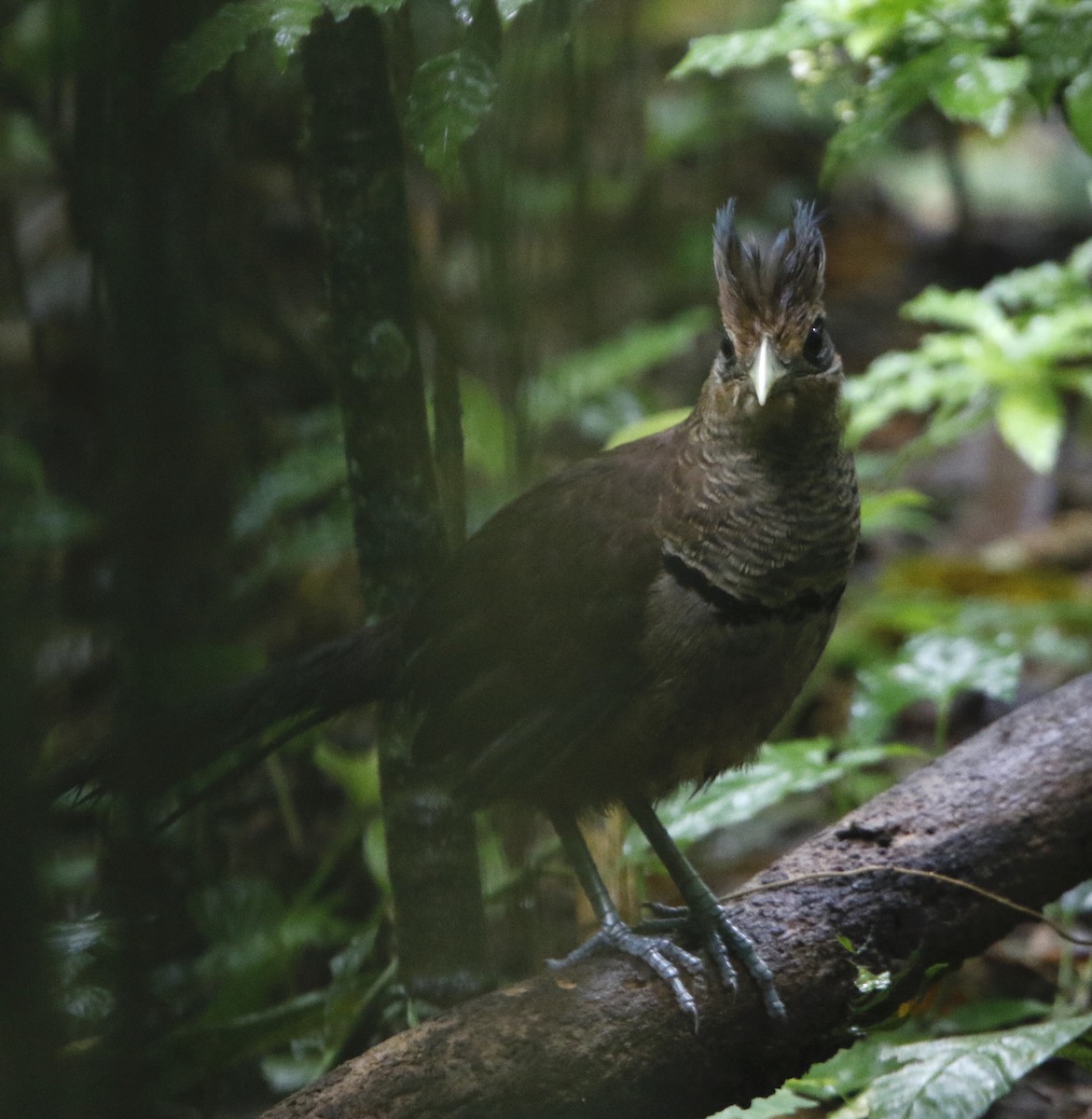 Rufous-vented Ground-Cuckoo - Gavin Bieber