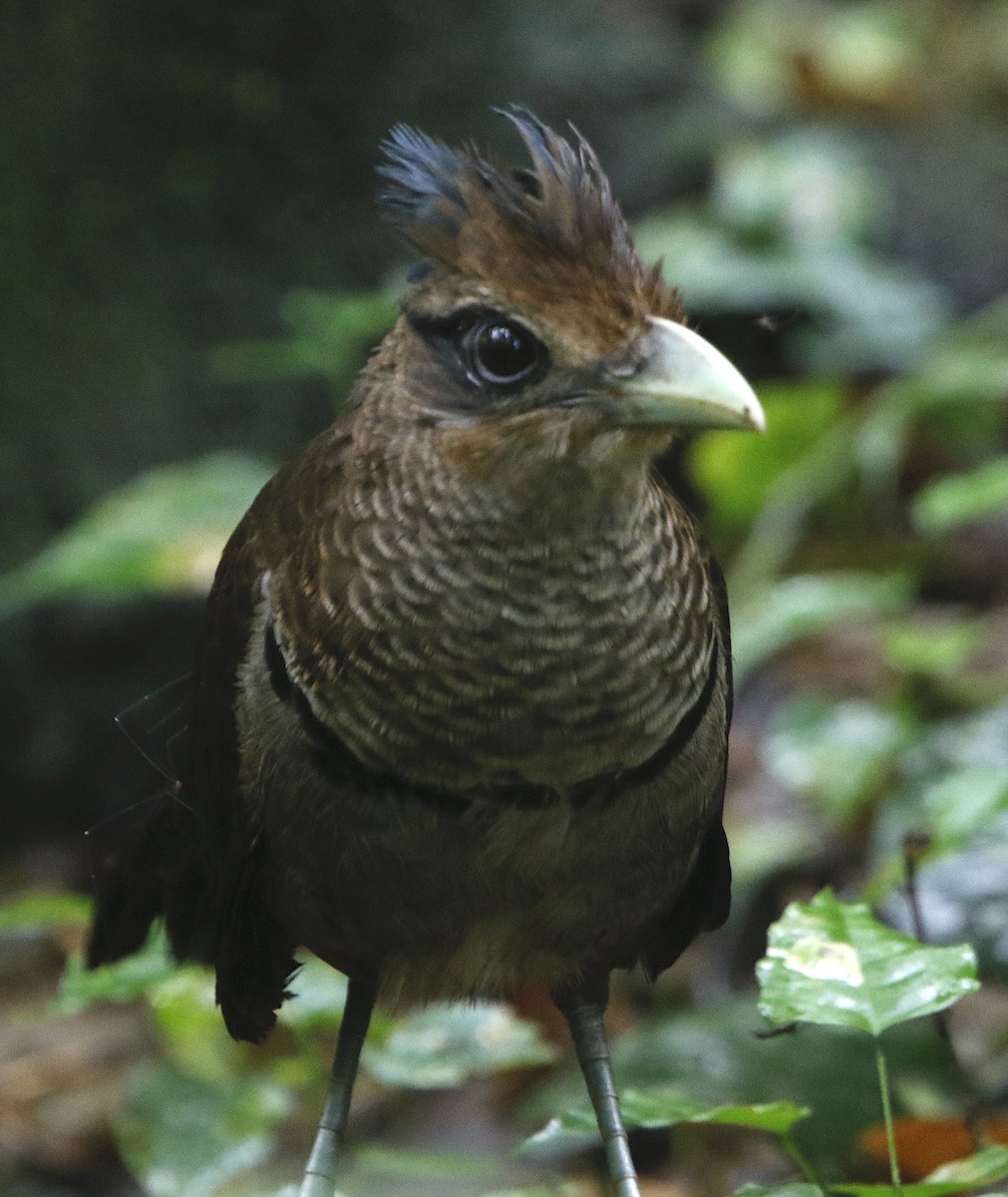 Rufous-vented Ground-Cuckoo - ML434496441