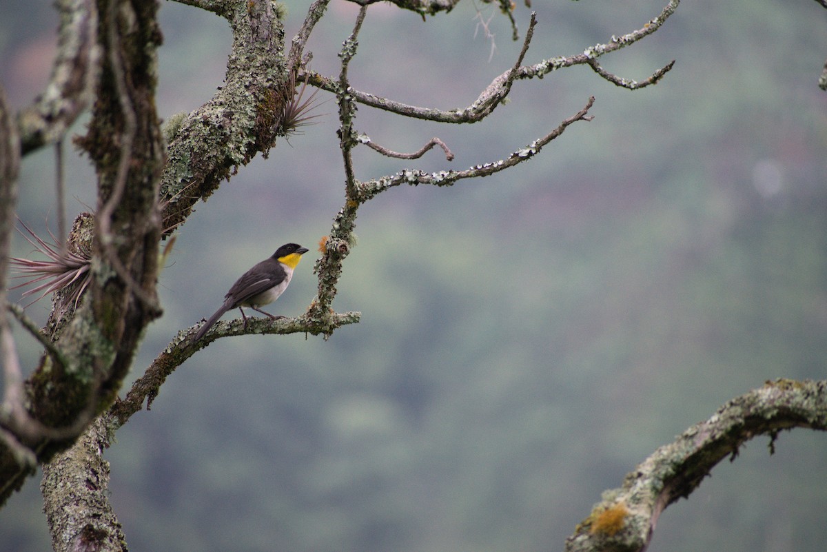 Atlapetes Nuquiblanco - ML434496581