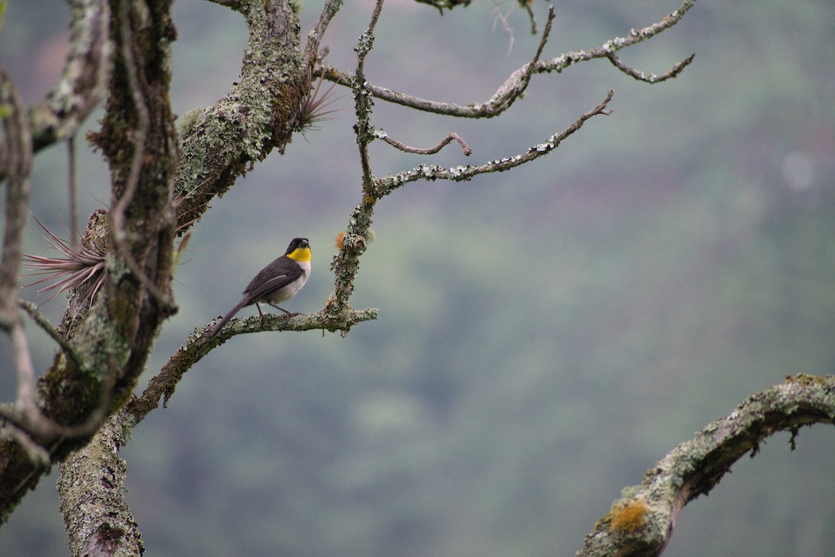 White-naped Brushfinch - ML434496611