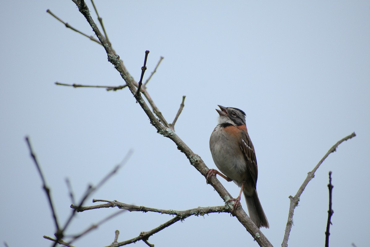 Rufous-collared Sparrow - ML434496671