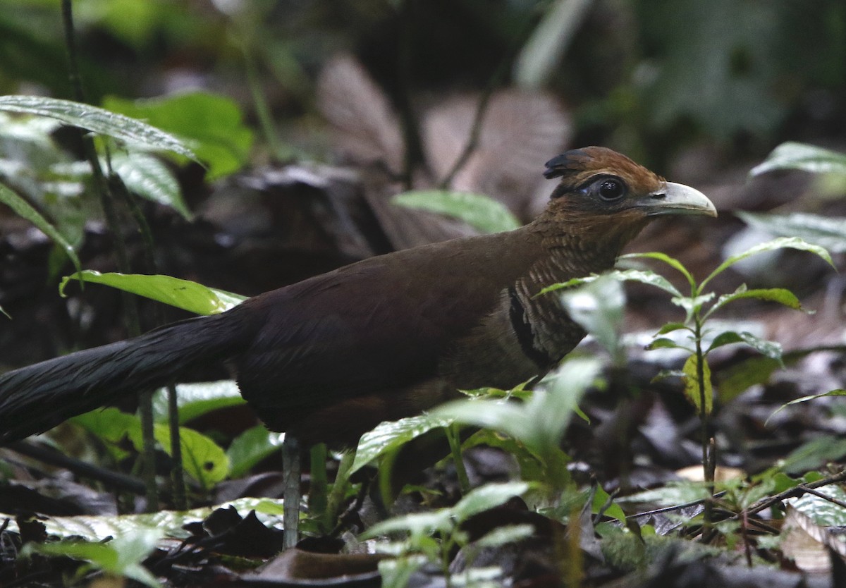 Rufous-vented Ground-Cuckoo - Gavin Bieber