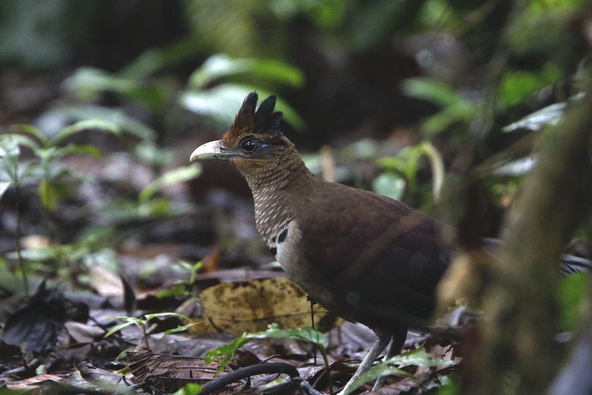 Rufous-vented Ground-Cuckoo - ML434497111