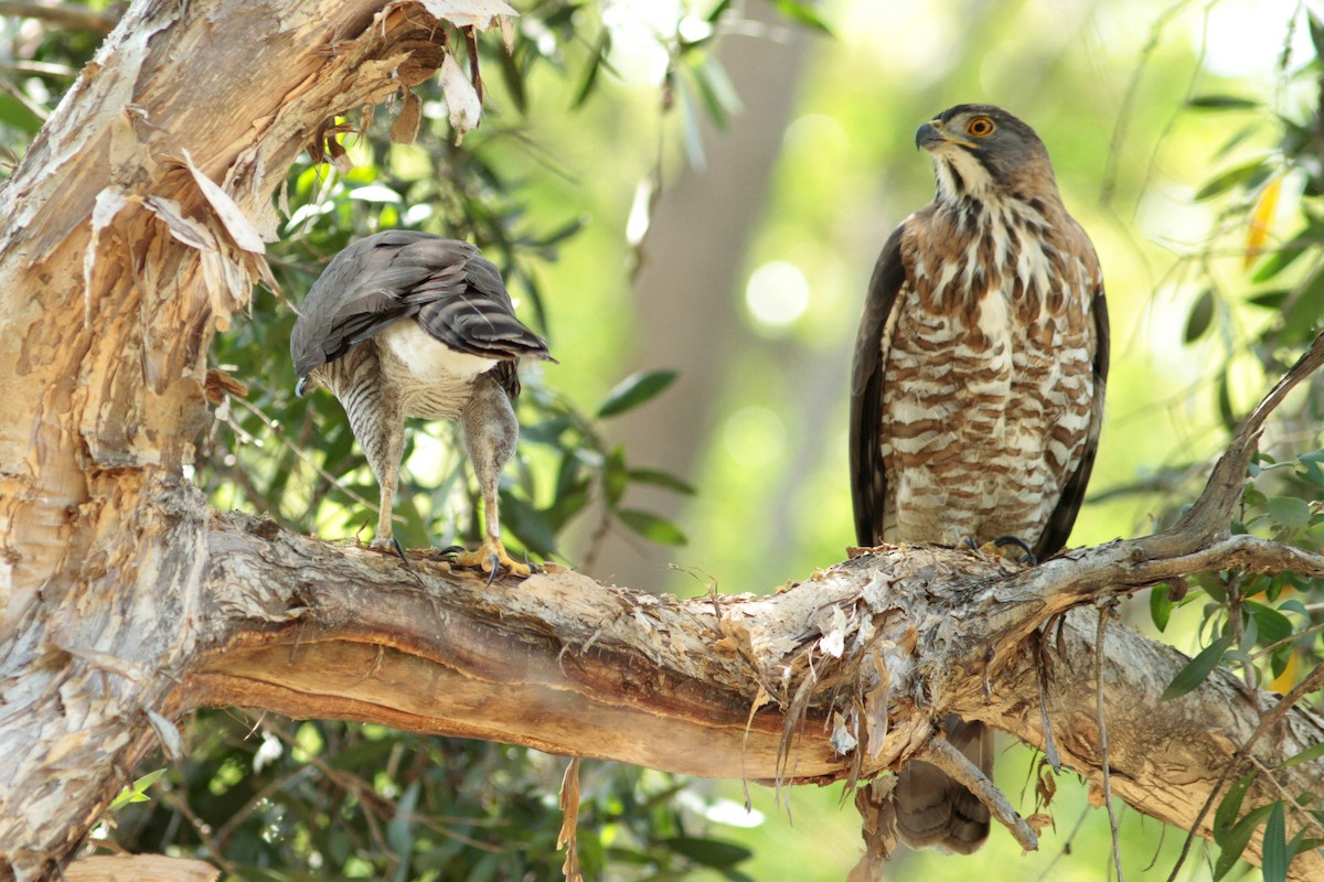 Crested Goshawk - ML434499081