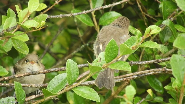 White-crested Elaenia - ML434499541