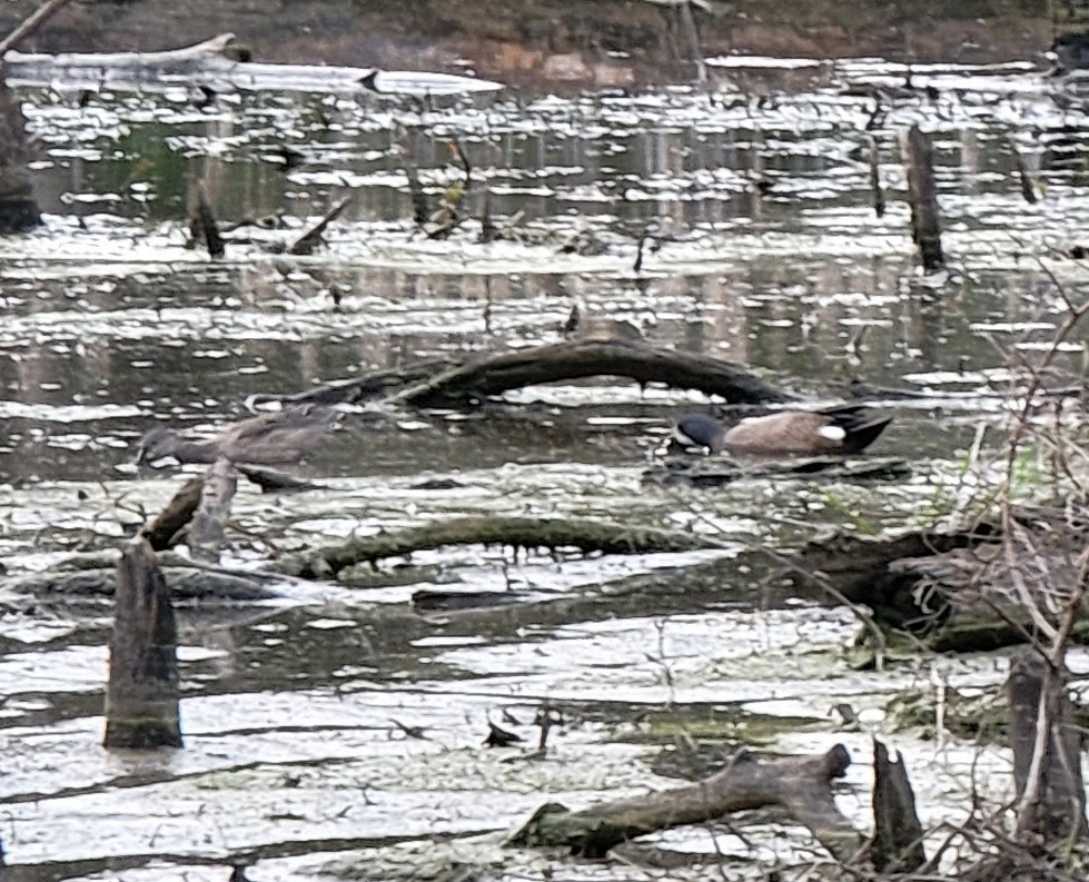 Blue-winged Teal - ML434499761