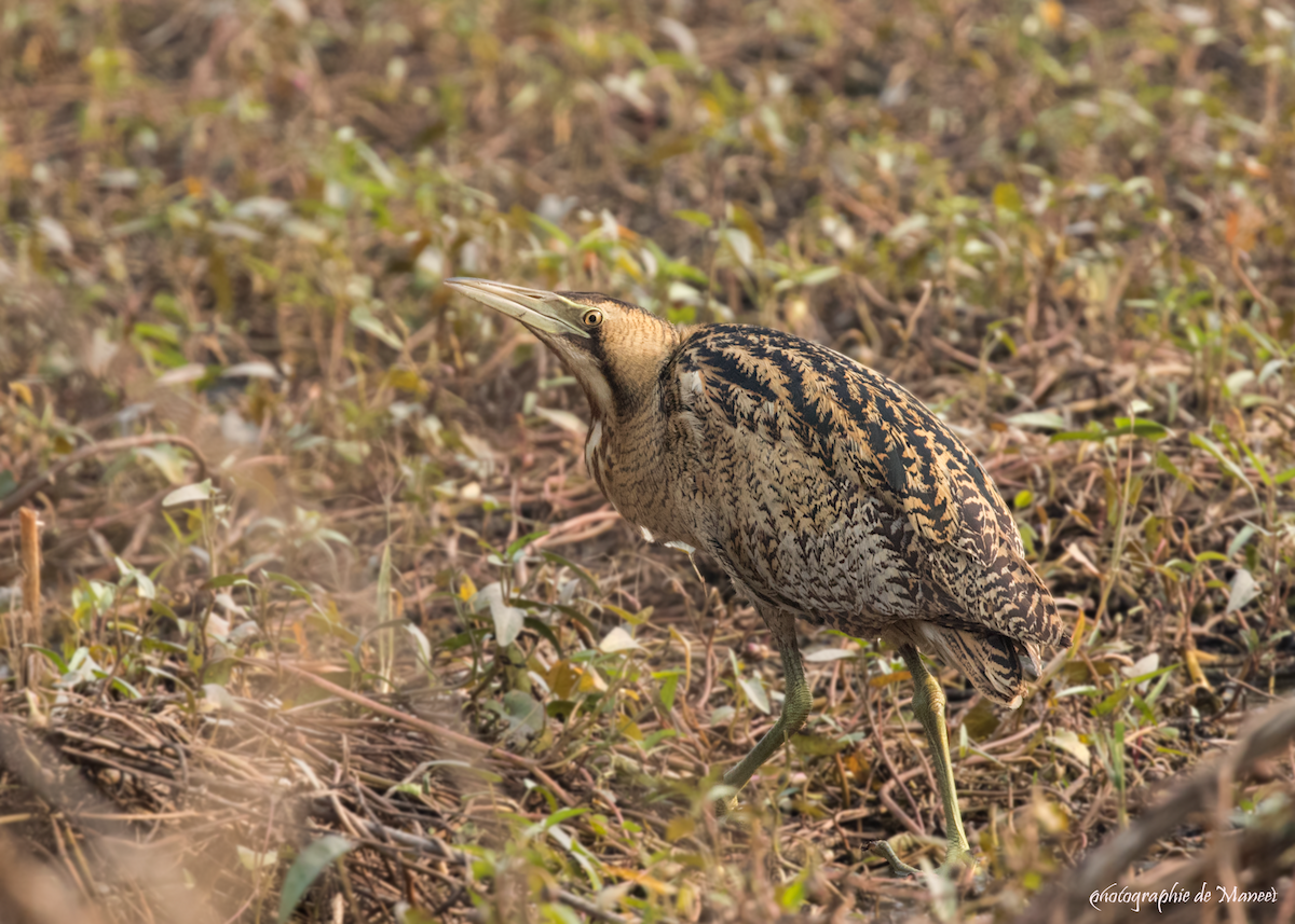 Eurasian Bittern - Maneet Pal Singh