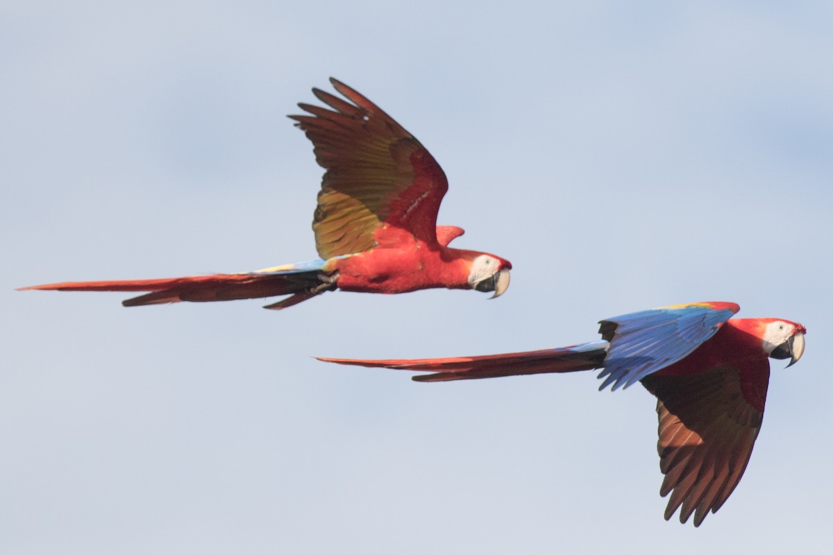 Scarlet Macaw - Steve Kelling