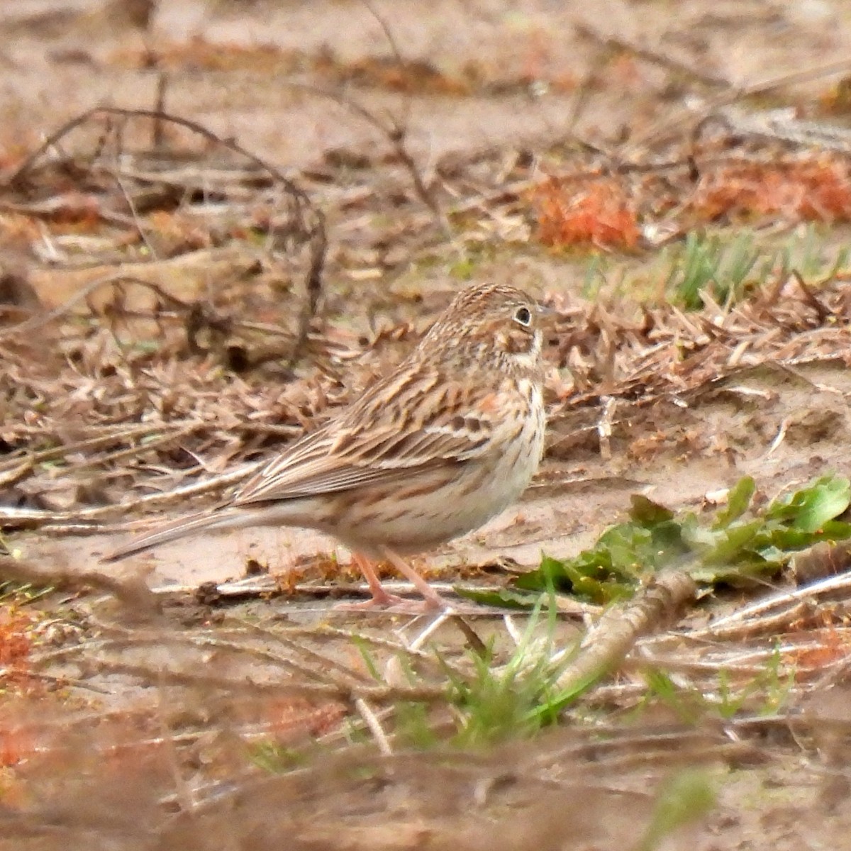 Vesper Sparrow - ML434501401