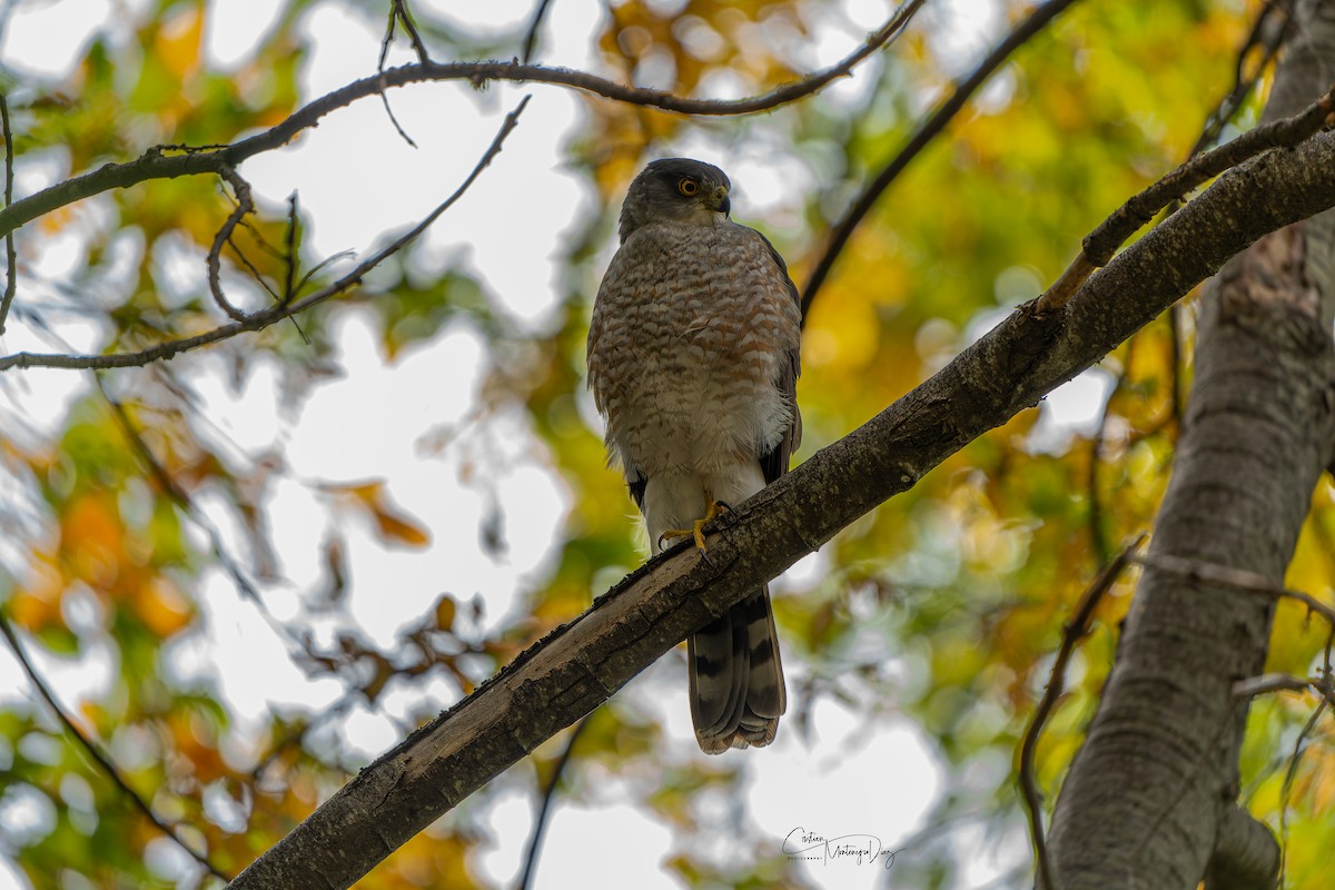 Chilean Hawk - ML434501711