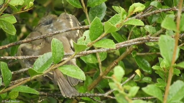 White-crested Elaenia - ML434501751