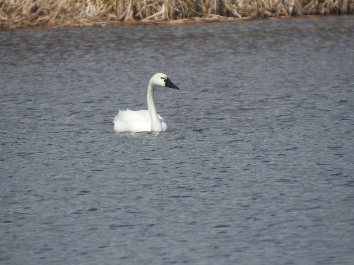 Tundra Swan (Whistling) - Diane LeBlanc