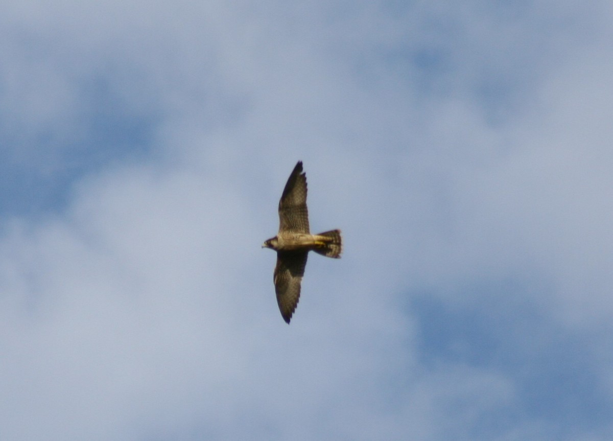 Peregrine Falcon - ML43450231